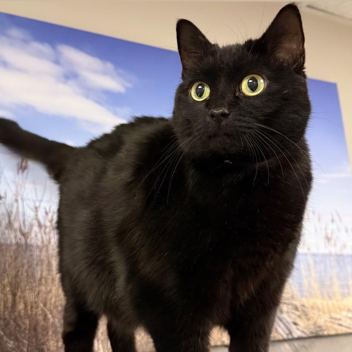 Enlarge Dala, a ADOPTABLE Domestic Short Hair in Syosset, NY image 1/1