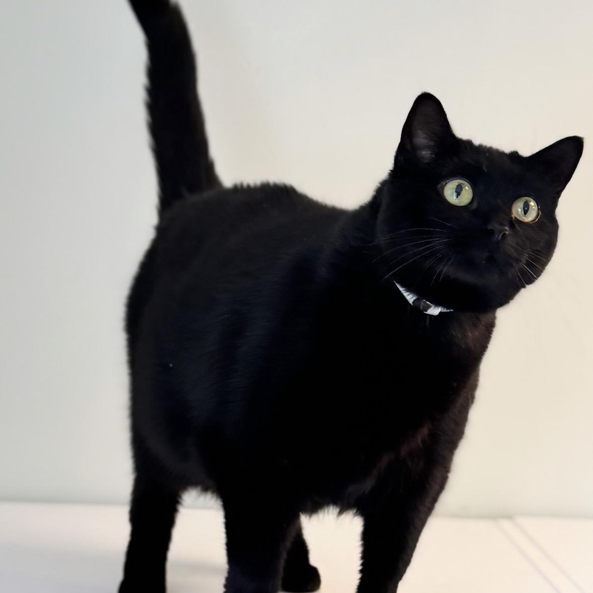 Enlarge Dala, a ADOPTABLE Domestic Short Hair in Syosset, NY image 1/1