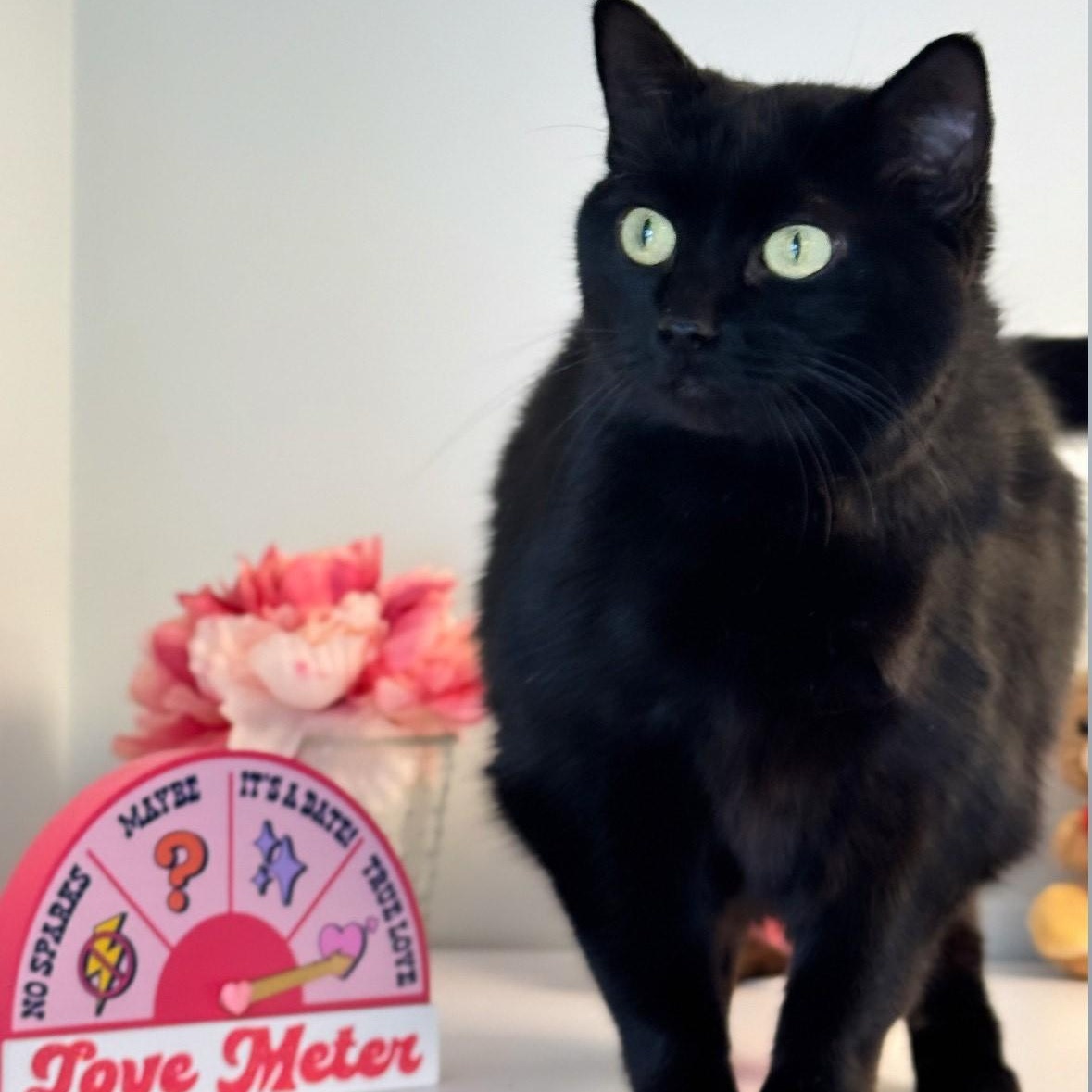 Enlarge Dala, a ADOPTABLE Domestic Short Hair in Syosset, NY image 1/1