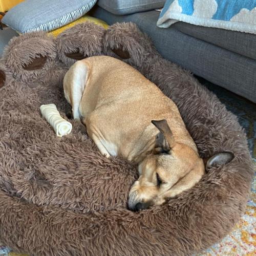 Enlarge Rose, a Adoptable mixed breed in Washington DC, DC image 1/6