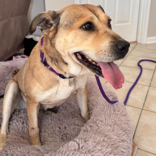 Enlarge Rose, a Adoptable mixed breed in Washington DC, DC image 2/6