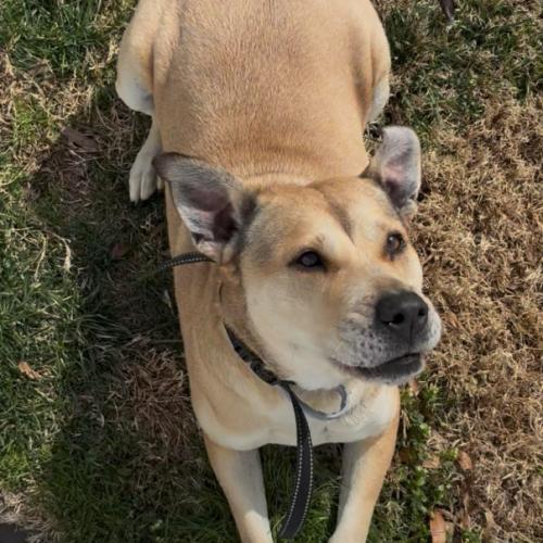 Enlarge Rose, a Adoptable mixed breed in Washington DC, DC image 3/6