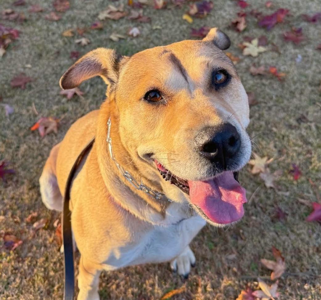 Enlarge Rose, a Adoptable mixed breed in Washington DC, DC image 4/6