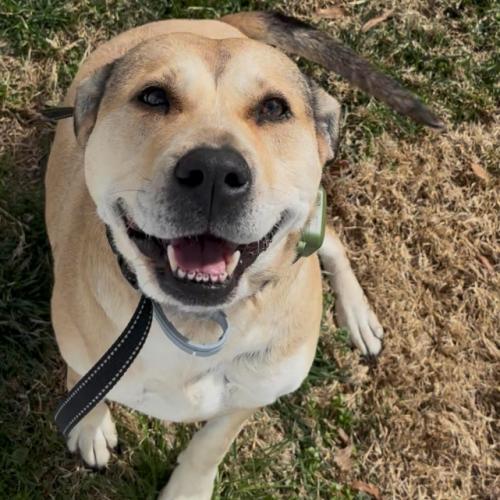 Enlarge Rose, a Adoptable mixed breed in Washington DC, DC image 5/6