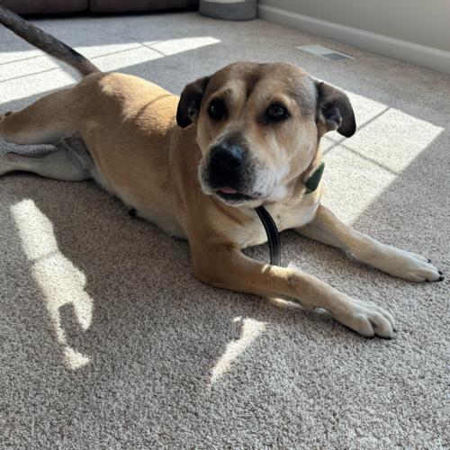 Enlarge Rose, a Adoptable mixed breed in Washington DC, DC image 6/6