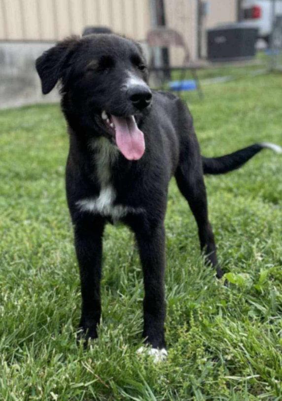 Maggie, Adoptable, Young Female Border Collie & Newfoundland Dog.