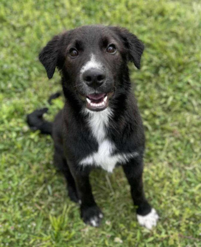 Enlarge Maggie, a Adoptable mixed breed in Columbus, IN image 2/3