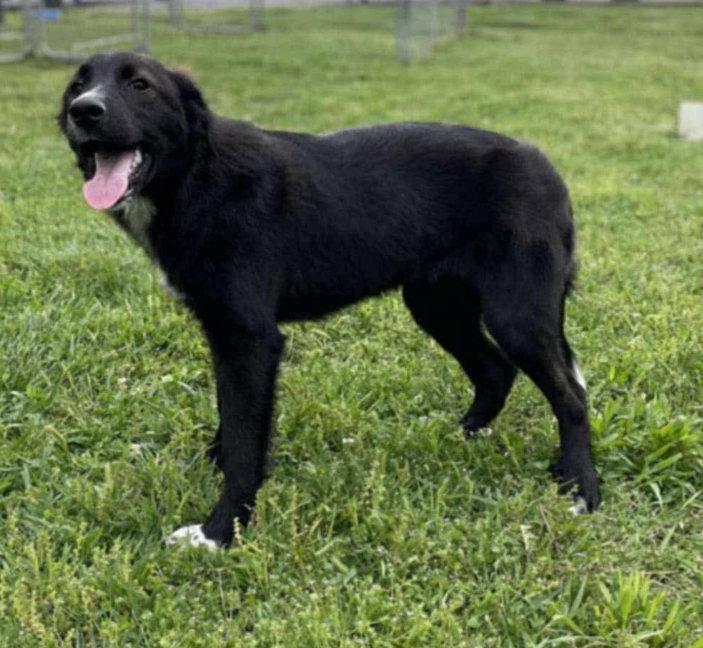 Enlarge Maggie, a Adoptable mixed breed in Columbus, IN image 3/3