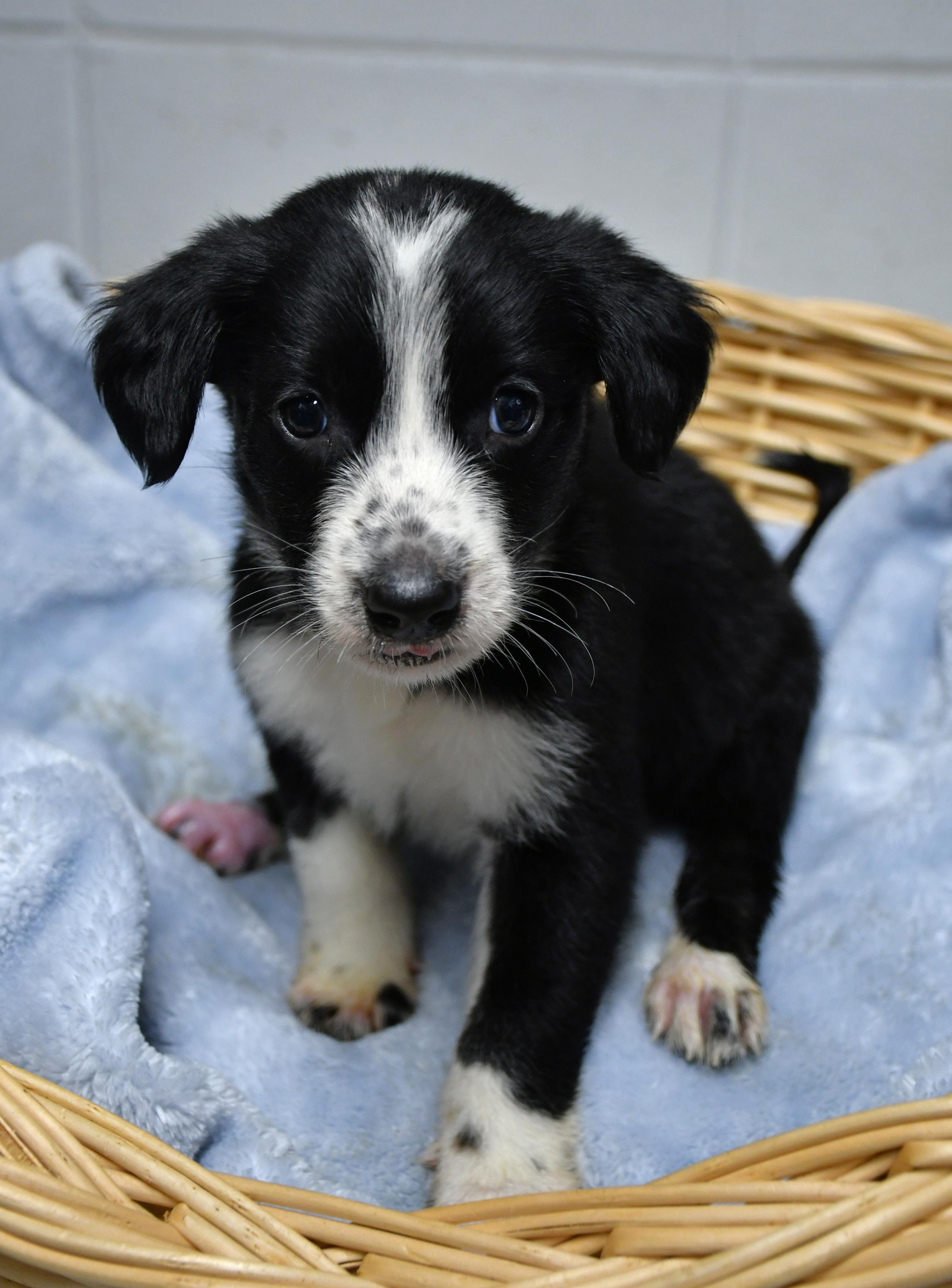 Meet Mercury A-138653 He is one of eight adorable puppies who came to the shelter with his mom No