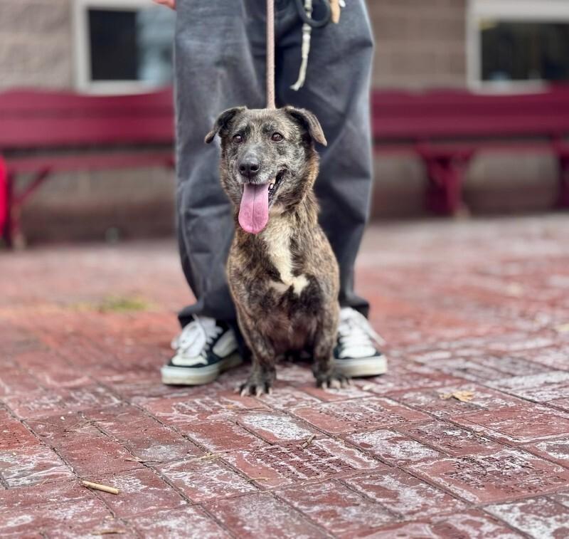 Poppy, Adoptable, Adult Female Corgi & Mixed Breed.