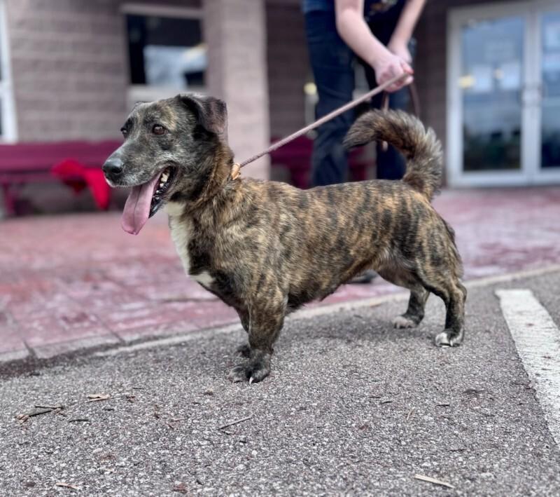 Enlarge Poppy, a Adoptable mixed breed in Wooster, OH image 2/3