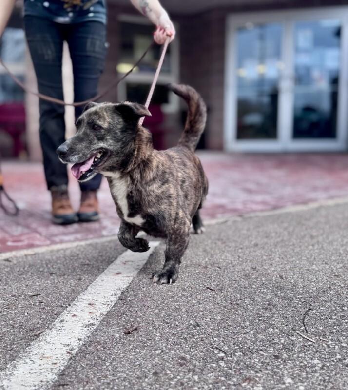 Enlarge Poppy, a Adoptable mixed breed in Wooster, OH image 3/3