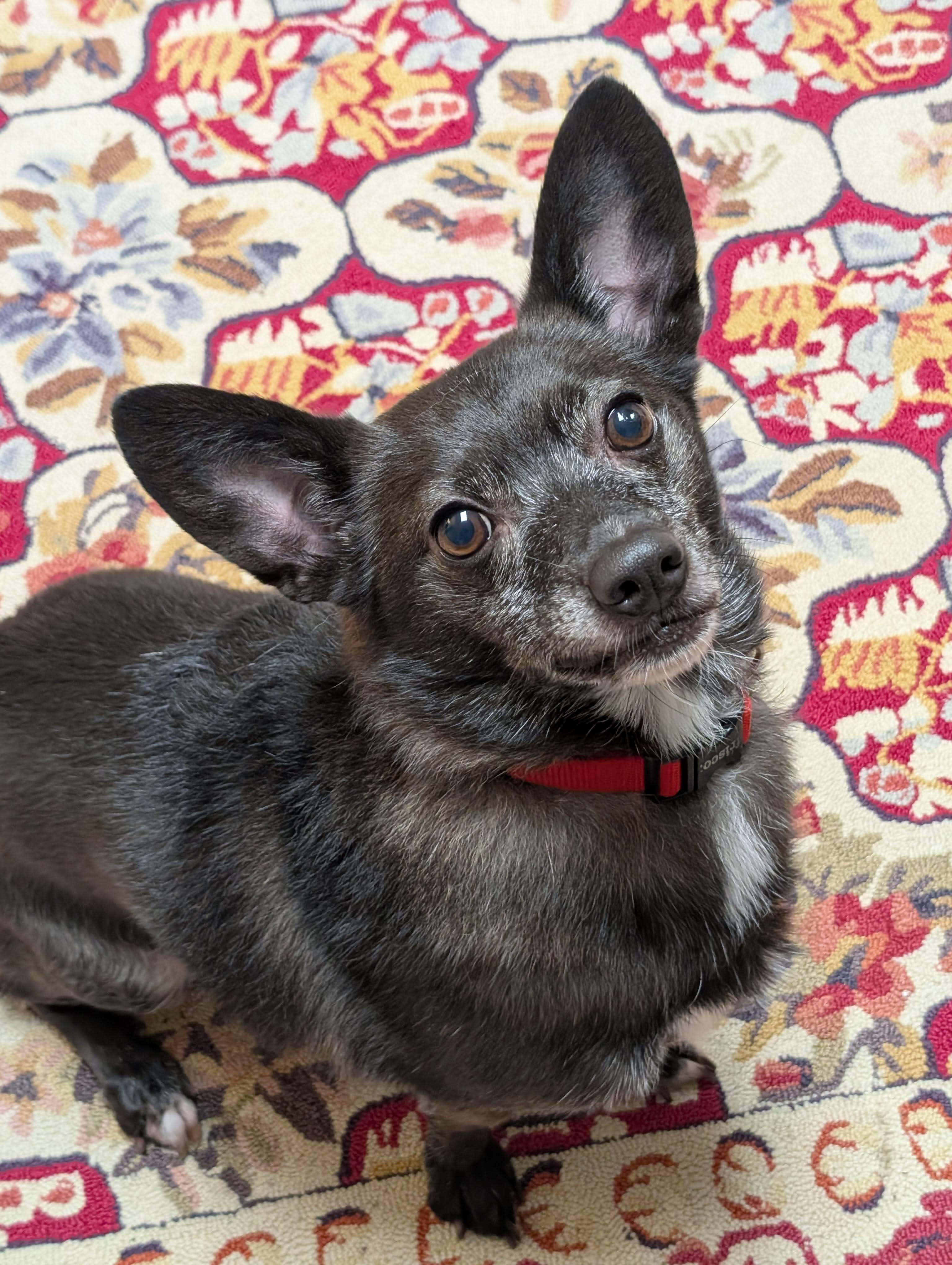 Jake, Adoptable, Adult Male Schipperke.