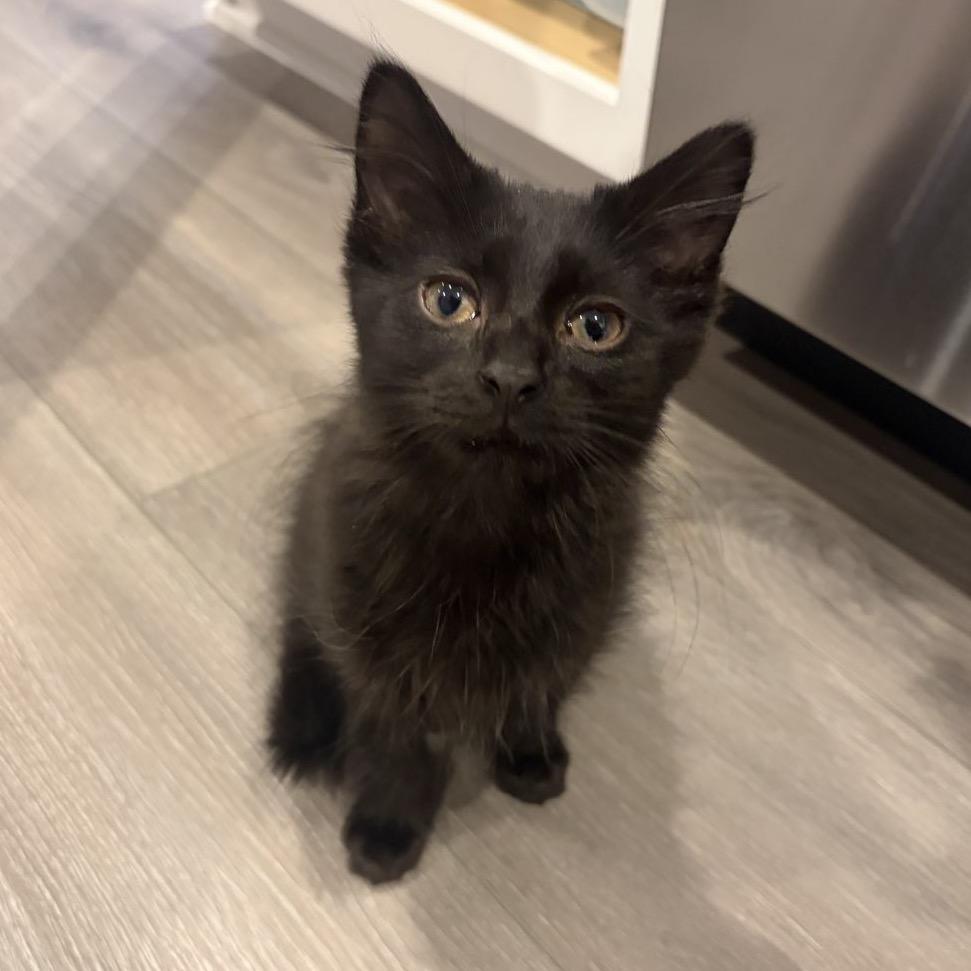 Rudy, adopted, Kitten Male Domestic Medium Hair.