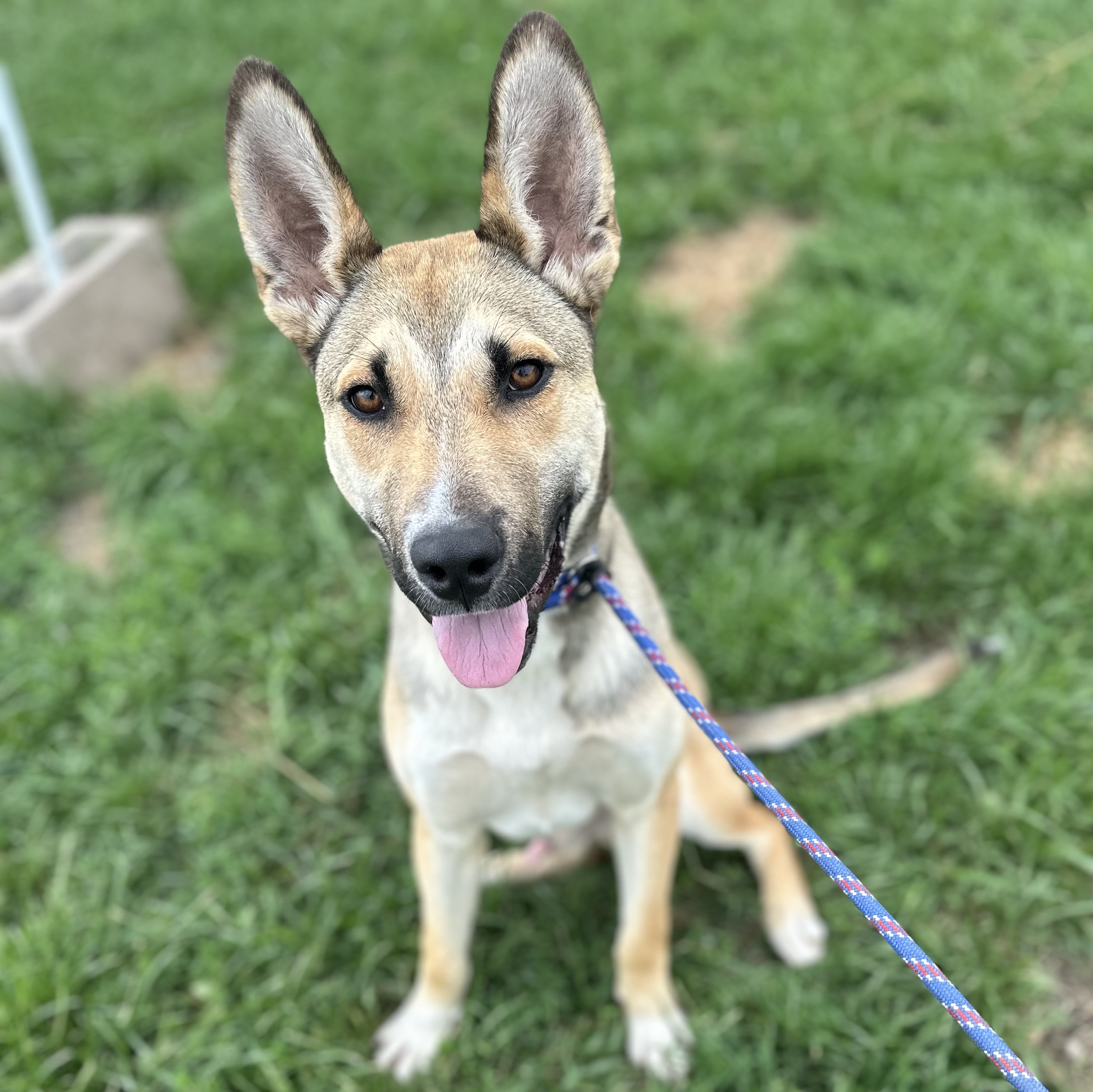 Mack, adoptable, Adult Male German Shepherd Dog.