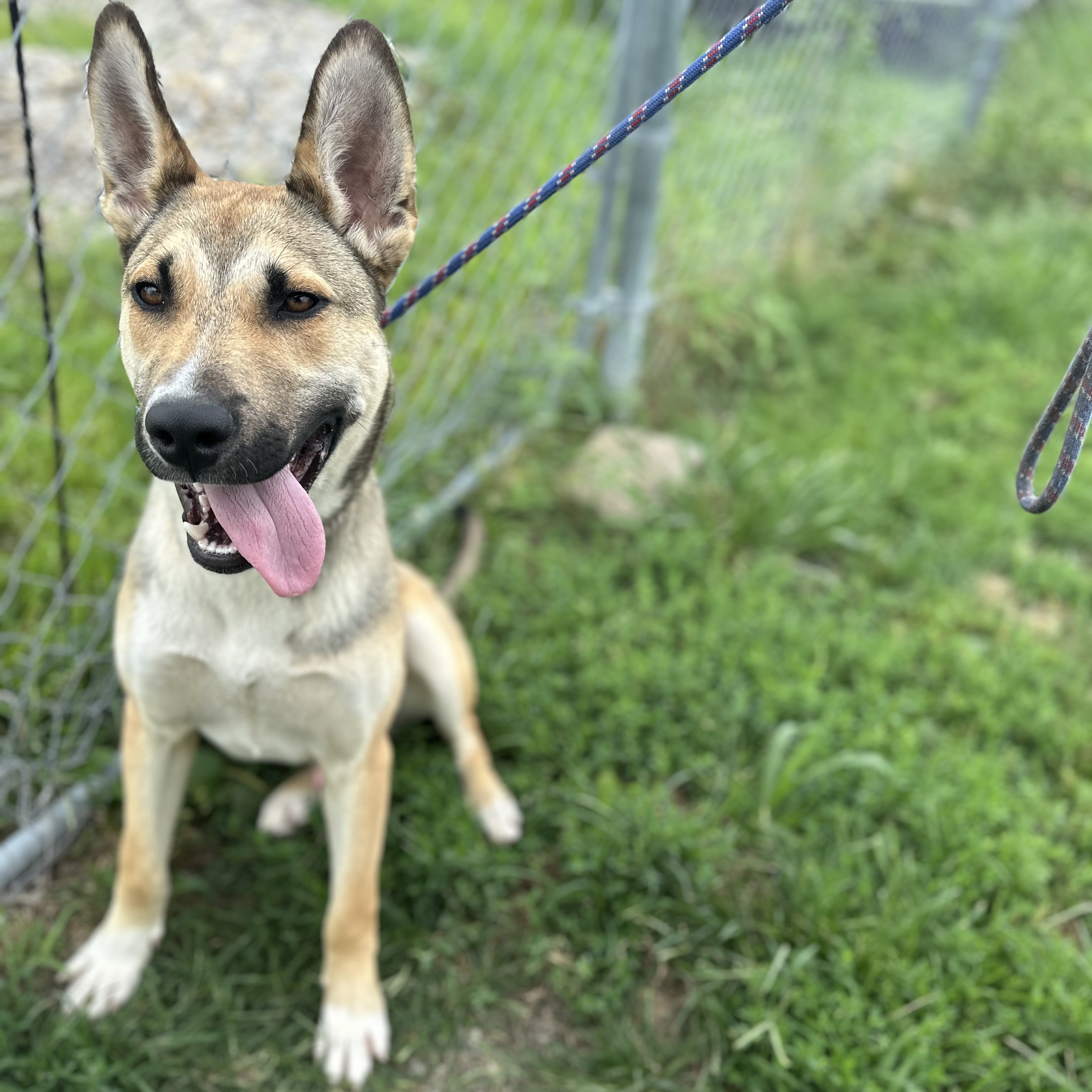 Mack, an adoptable mixed breed in Trenton, MO image 3/5