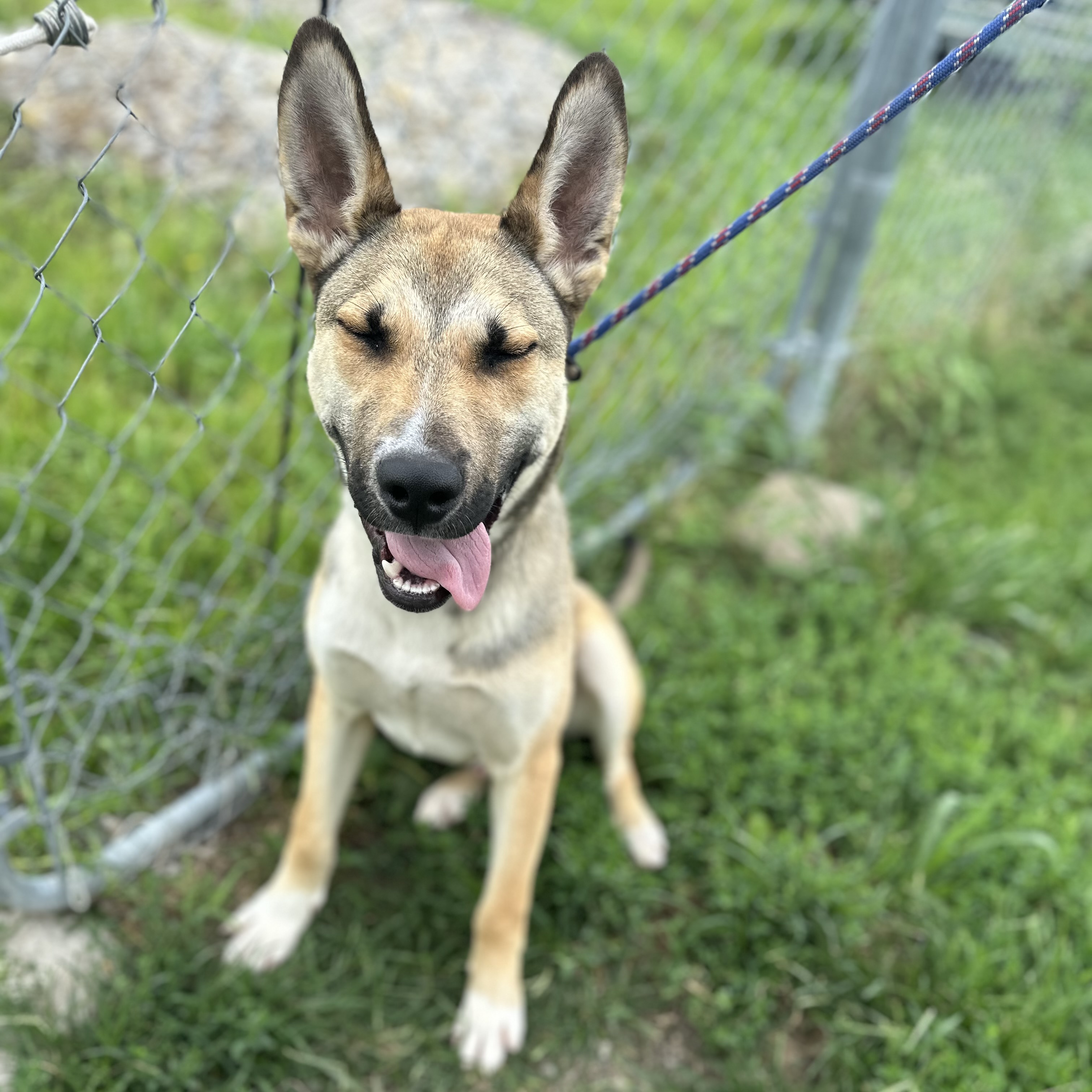 Mack, an adoptable mixed breed in Trenton, MO image 4/5