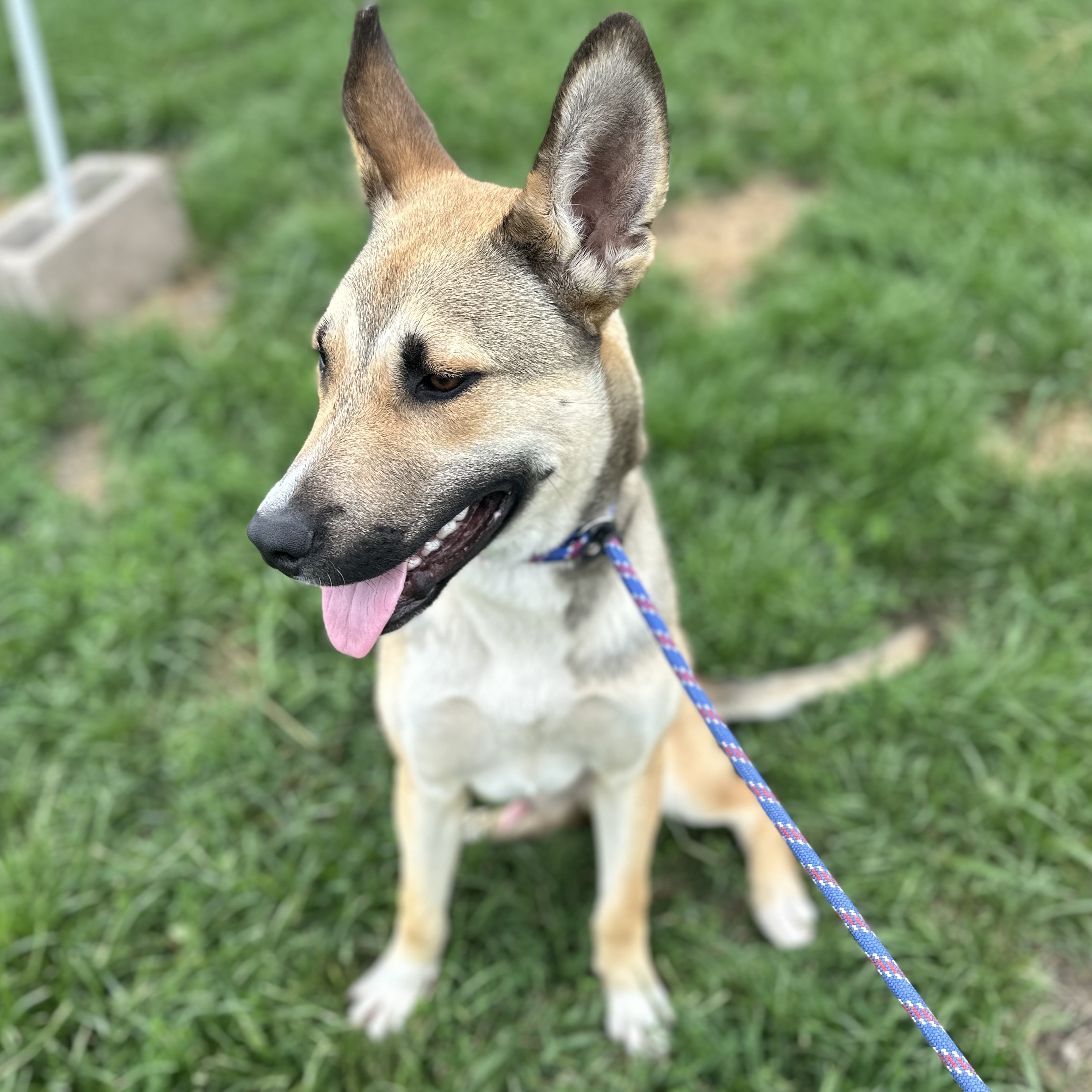 Mack, an adoptable mixed breed in Trenton, MO image 5/5
