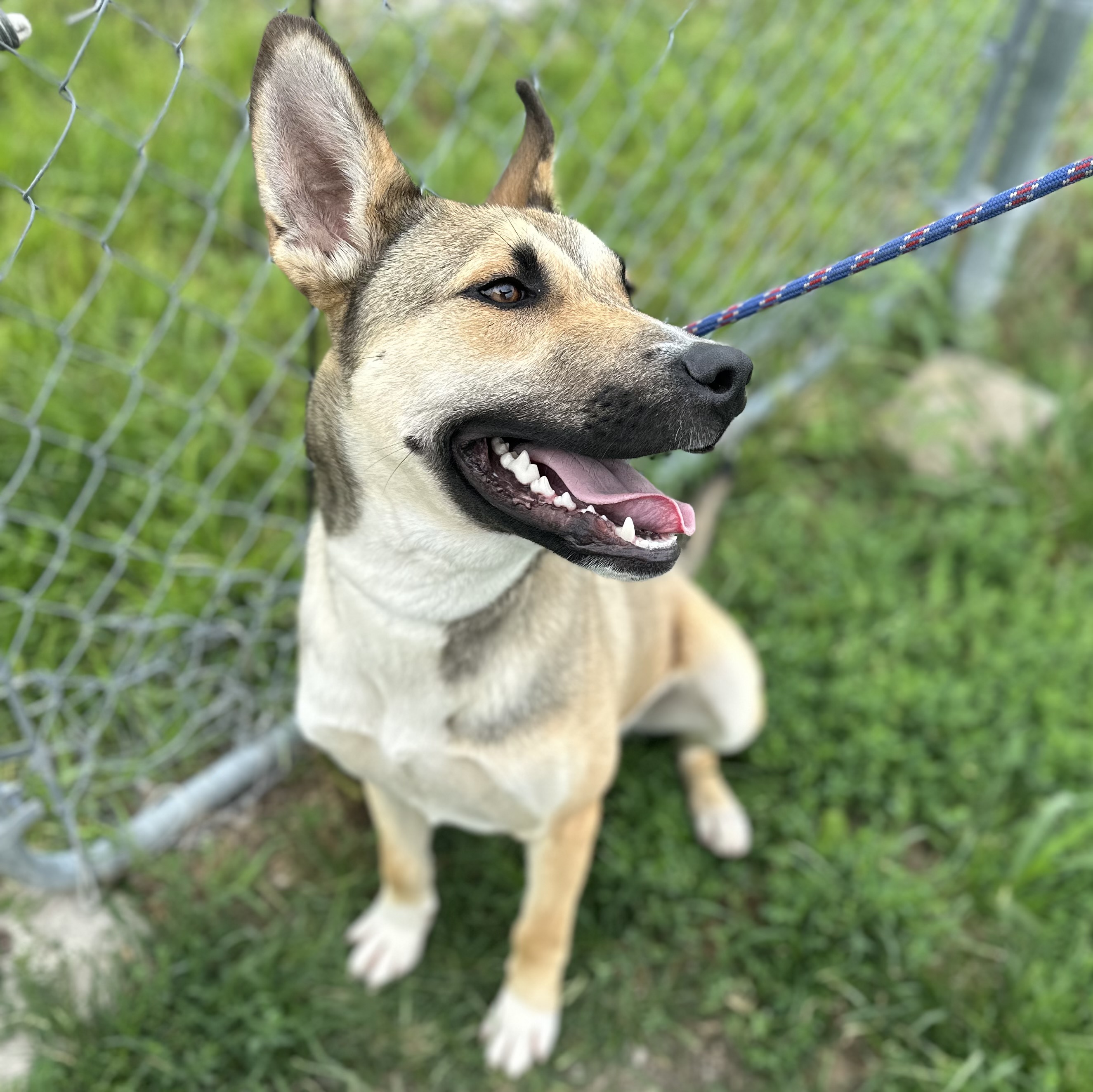 Mack, an adoptable mixed breed in Trenton, MO image 2/5