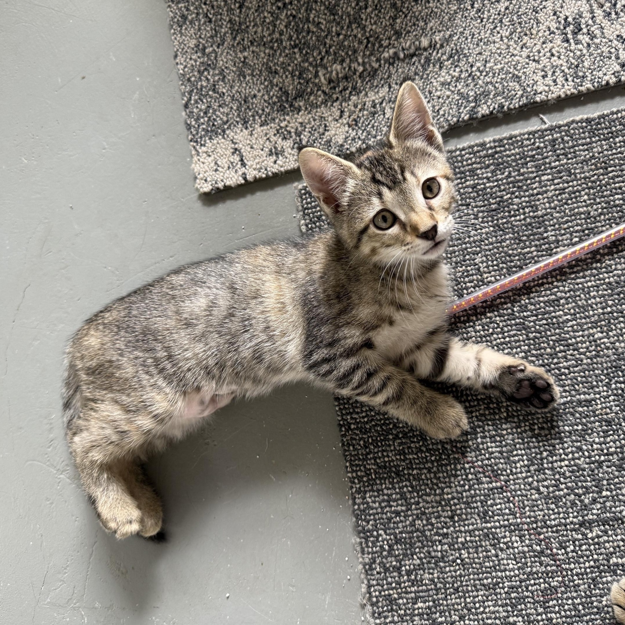 Enlarge Penelope, an adopted Domestic Short Hair in Jefferson, LA image 2/4