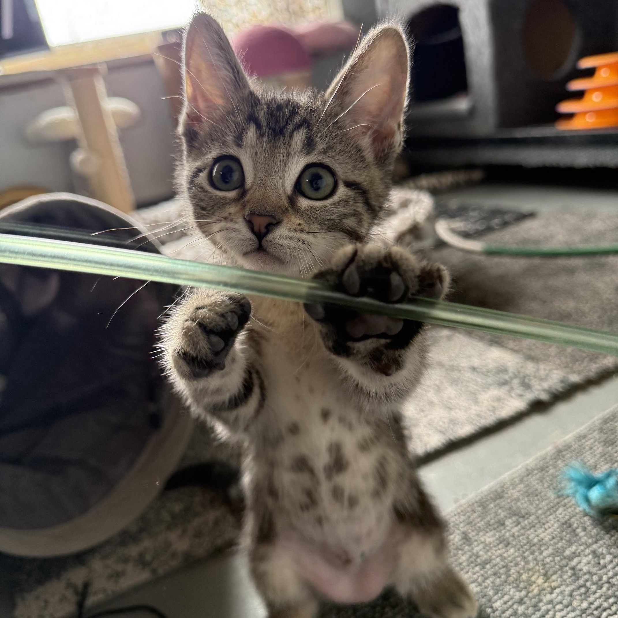 Penelope, adopted, Kitten Female Domestic Short Hair.