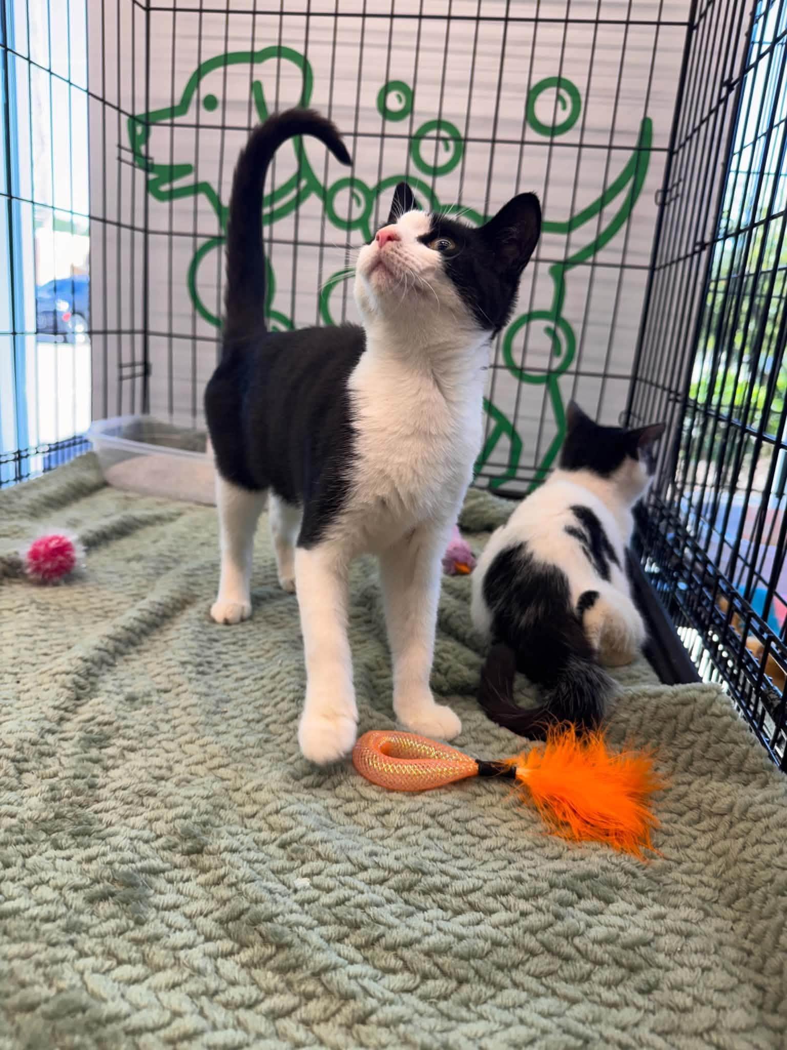 Enlarge Tippy, a Adoptable Domestic Short Hair in Wilmington, NC image 3/4