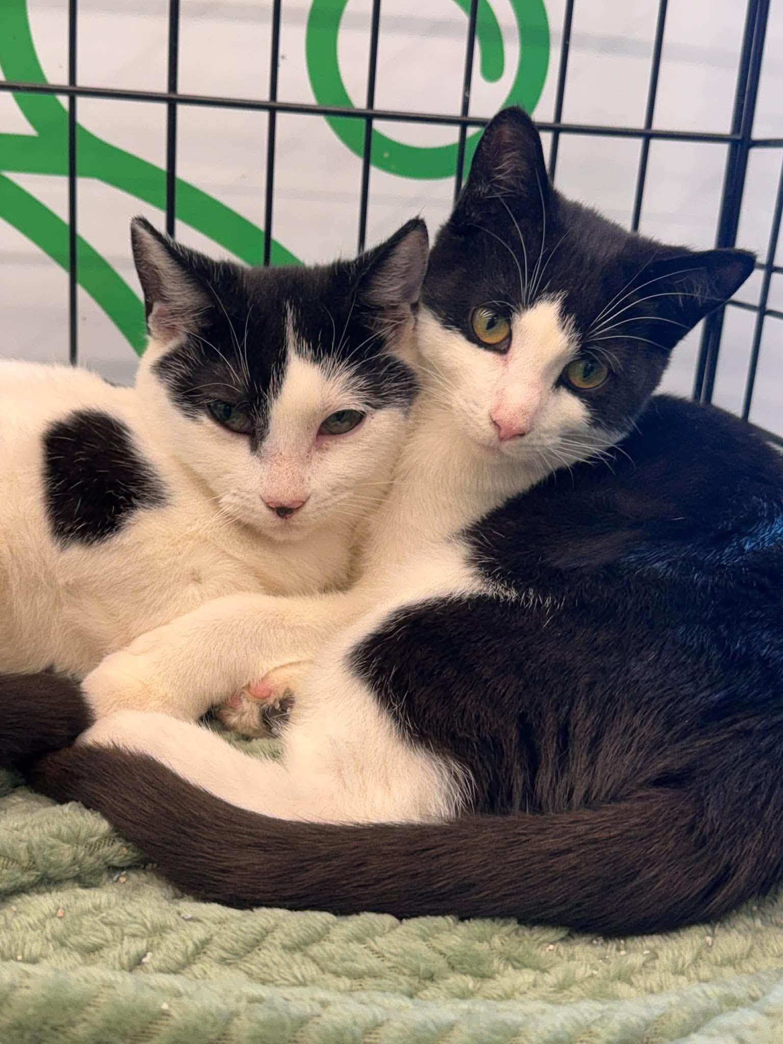 Enlarge Tippy, a Adoptable Domestic Short Hair in Wilmington, NC image 4/4