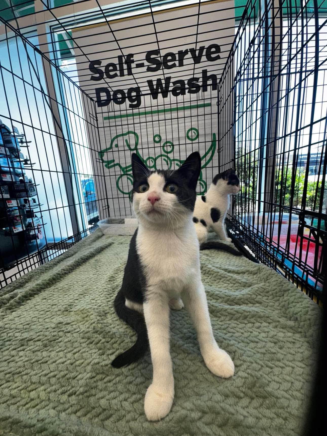Enlarge Tippy, a Adoptable Domestic Short Hair in Wilmington, NC image 2/4