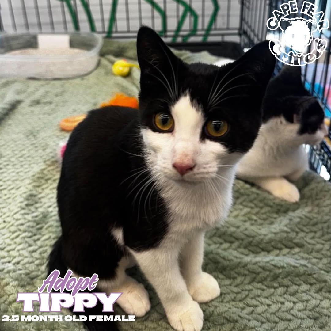 Enlarge Tippy, a Adoptable Domestic Short Hair in Wilmington, NC image 1/4