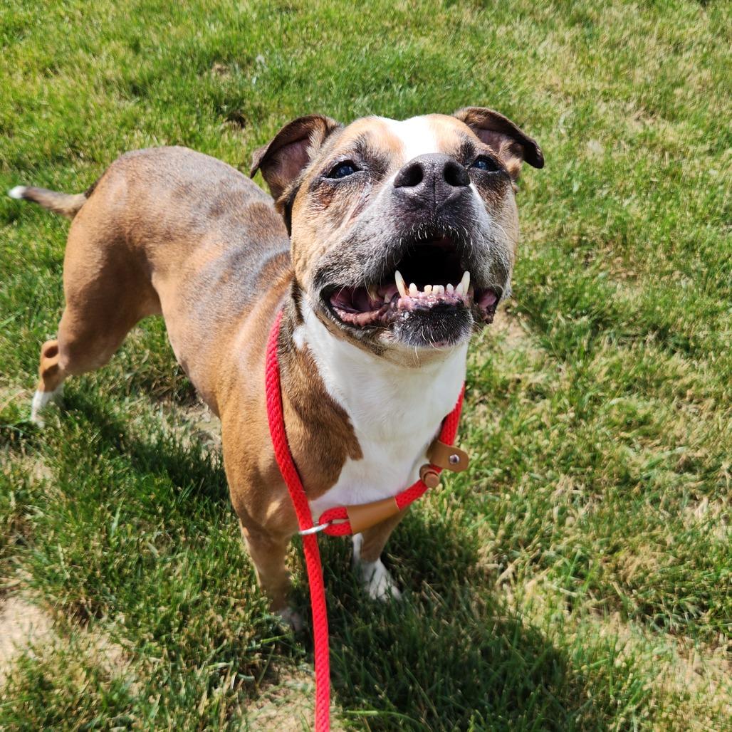 Frannie, a Adoptable Boxer in Fort Wayne, IN image 1/6