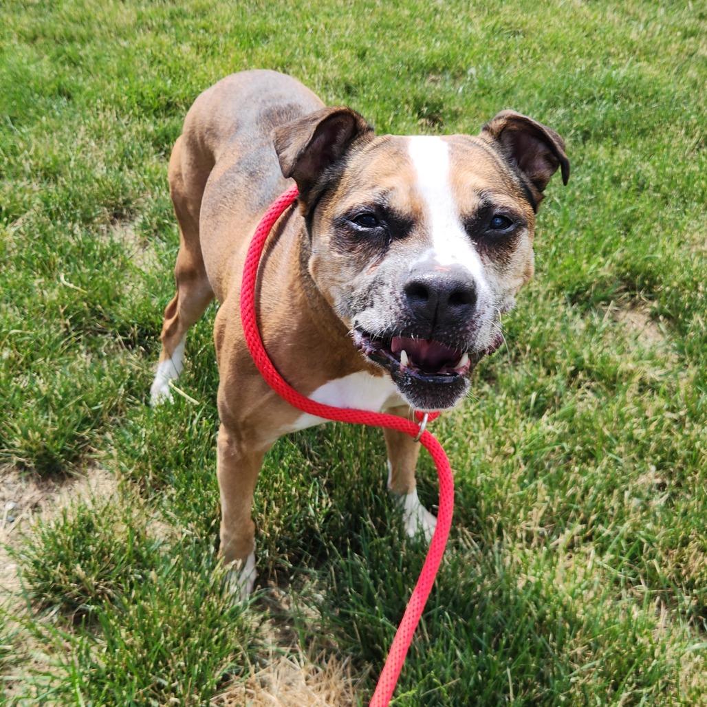 Frannie, a Adoptable Boxer in Fort Wayne, IN image 2/6