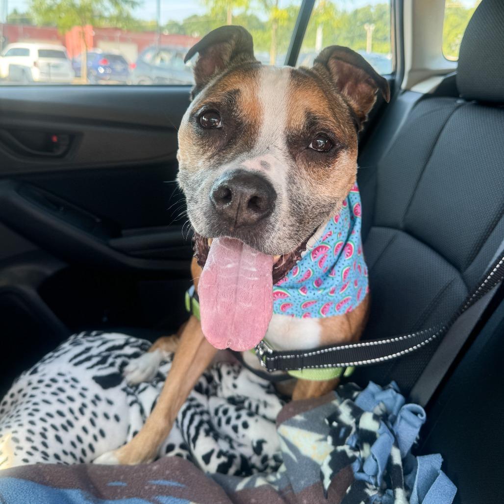 Frannie, Adoptable, Senior Female Boxer.