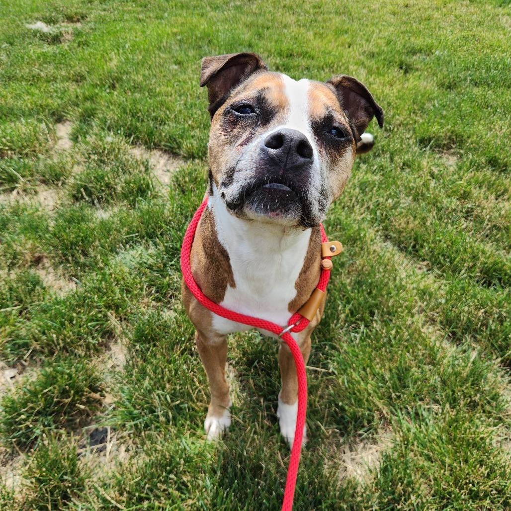 Frannie, a Adoptable Boxer in Fort Wayne, IN image 3/6