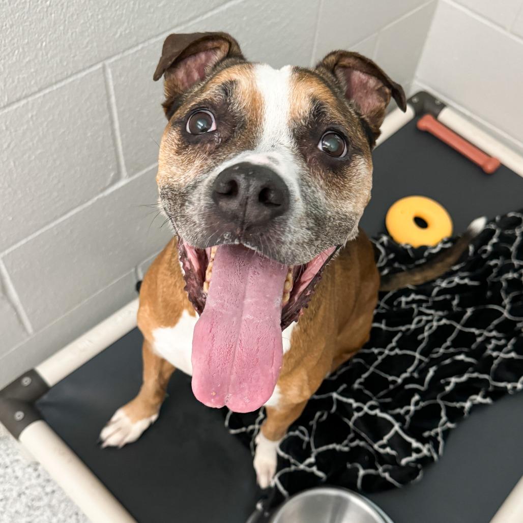 Frannie, a Adoptable Boxer in Fort Wayne, IN image 4/6