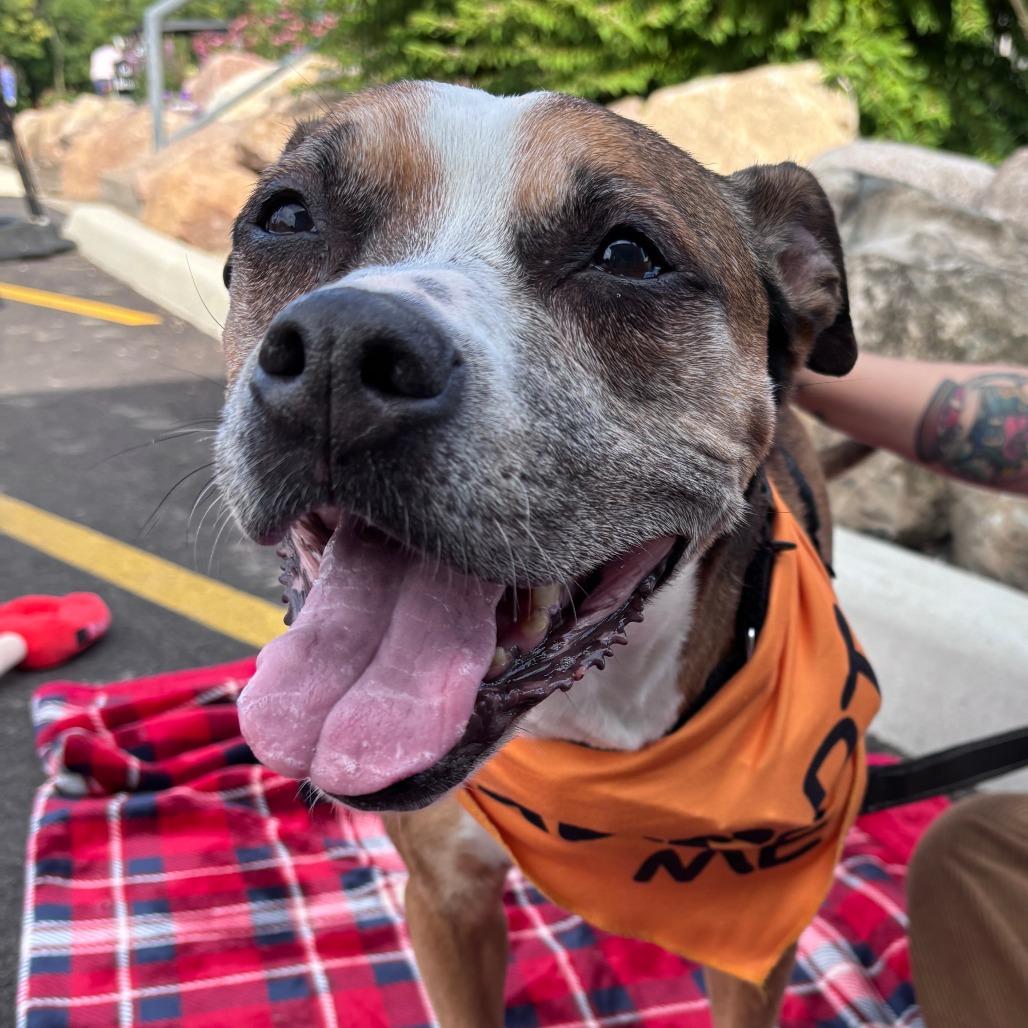 Frannie, a Adoptable Boxer in Fort Wayne, IN image 3/6