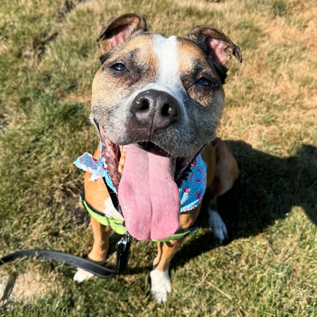 Frannie, a Adoptable Boxer in Fort Wayne, IN image 4/6