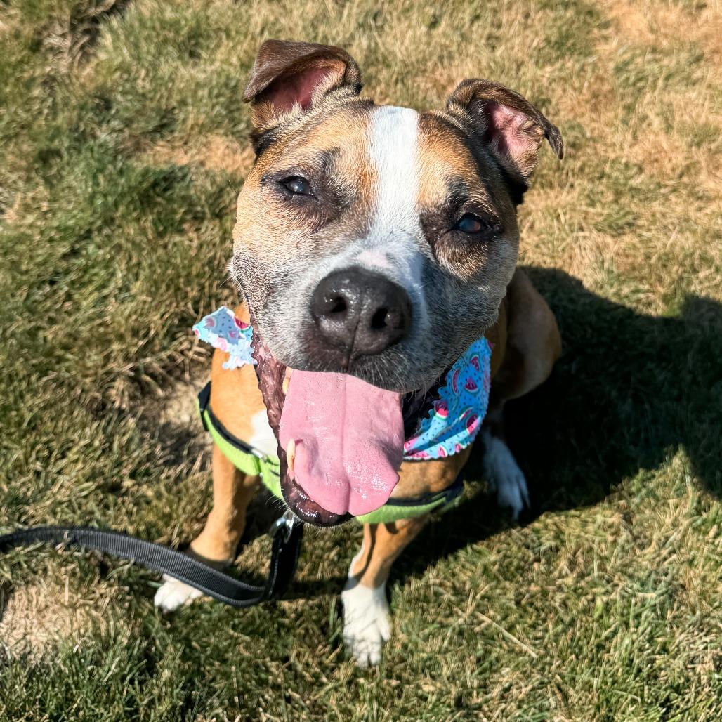 Frannie, a Adoptable Boxer in Fort Wayne, IN image 5/6