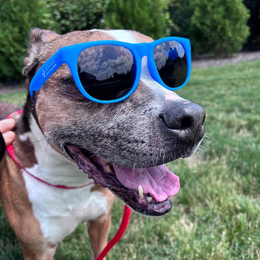 Frannie, a Adoptable Boxer in Fort Wayne, IN image 5/6