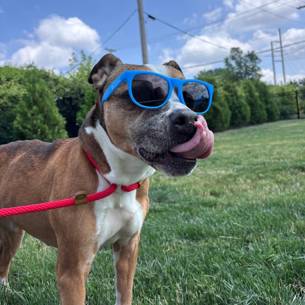 Frannie, a Adoptable Boxer in Fort Wayne, IN image 6/6