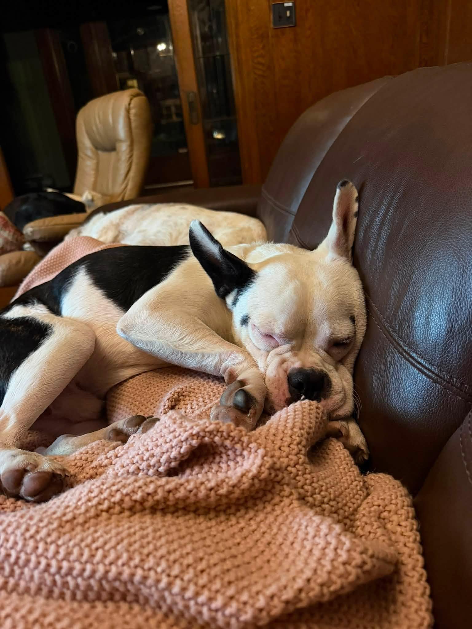 Domino, Adoptable, Adult Male French Bulldog.