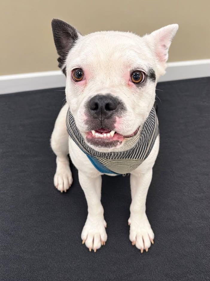 Enlarge Domino, a Adoptable French Bulldog in Newport, KY image 2/3