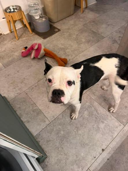 Enlarge Domino, a Adoptable French Bulldog in Newport, KY image 3/3