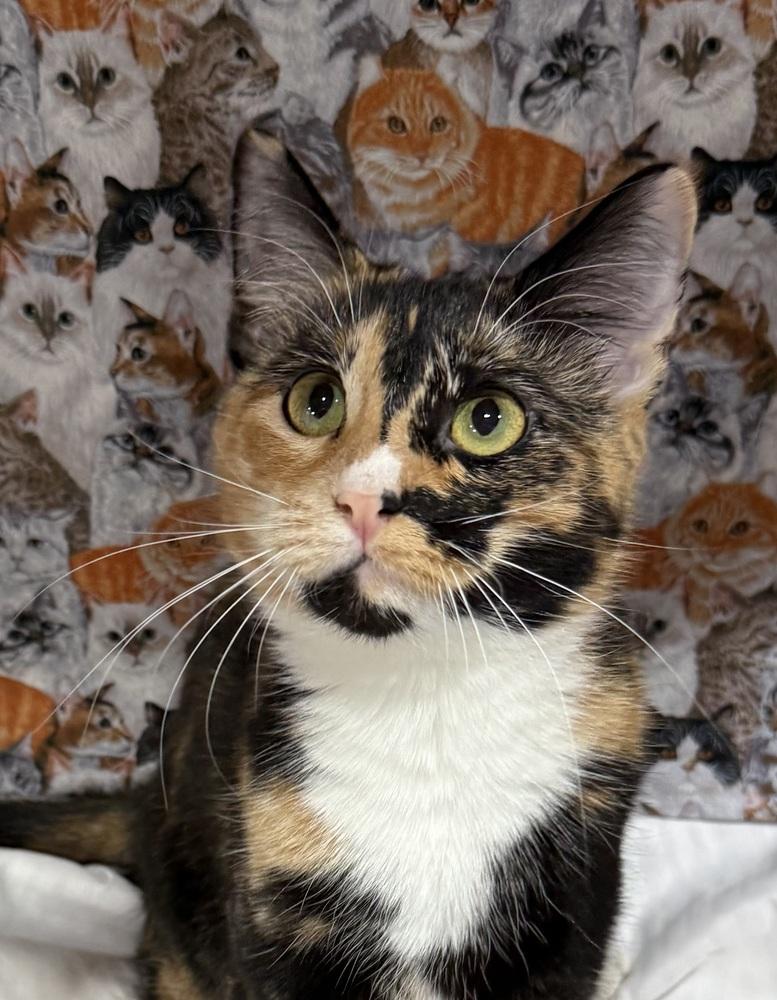 Elizabeth, Adoptable, Adult Female Domestic Short Hair.