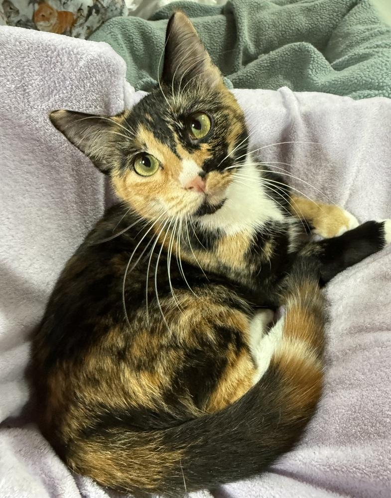 Elizabeth, a Adoptable mixed breed in Jackson, GA image 2/6