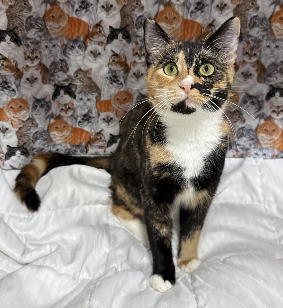 Elizabeth, a Adoptable mixed breed in Jackson, GA image 3/6