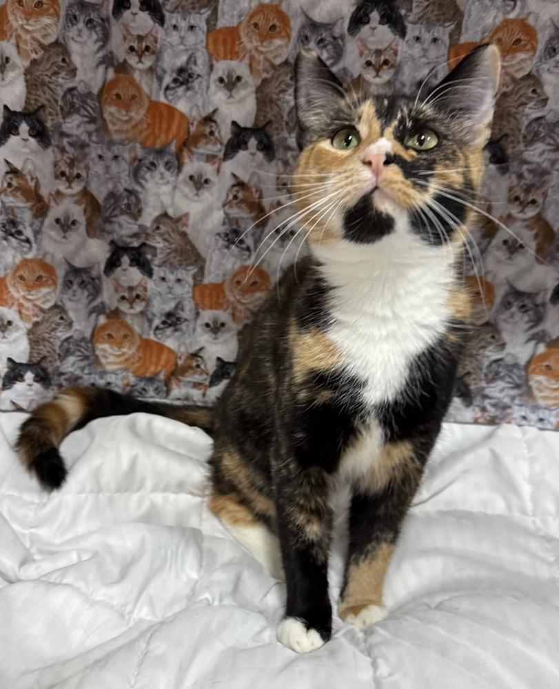 Elizabeth, a Adoptable mixed breed in Jackson, GA image 4/6