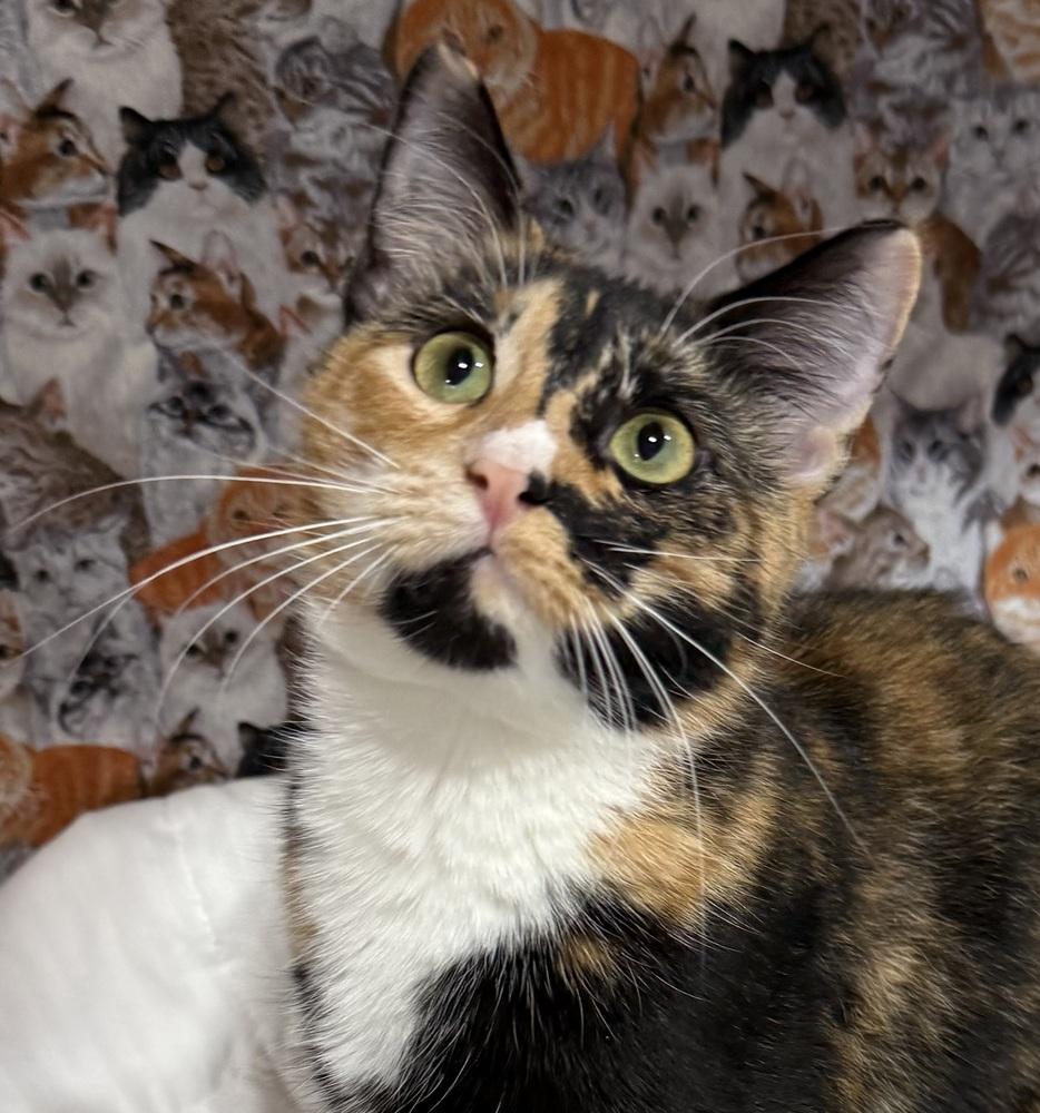 Elizabeth, a Adoptable mixed breed in Jackson, GA image 5/6