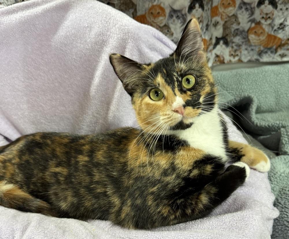Elizabeth, a Adoptable mixed breed in Jackson, GA image 6/6