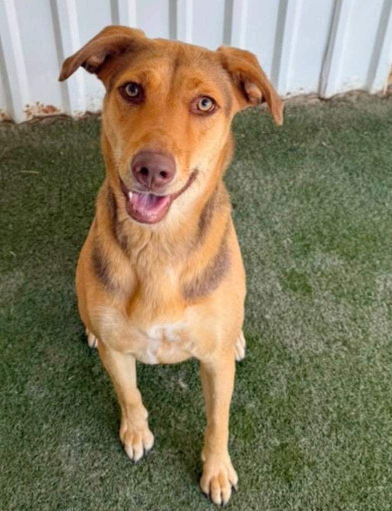 Rosie, Adoptable, Adult Female Labrador Retriever.