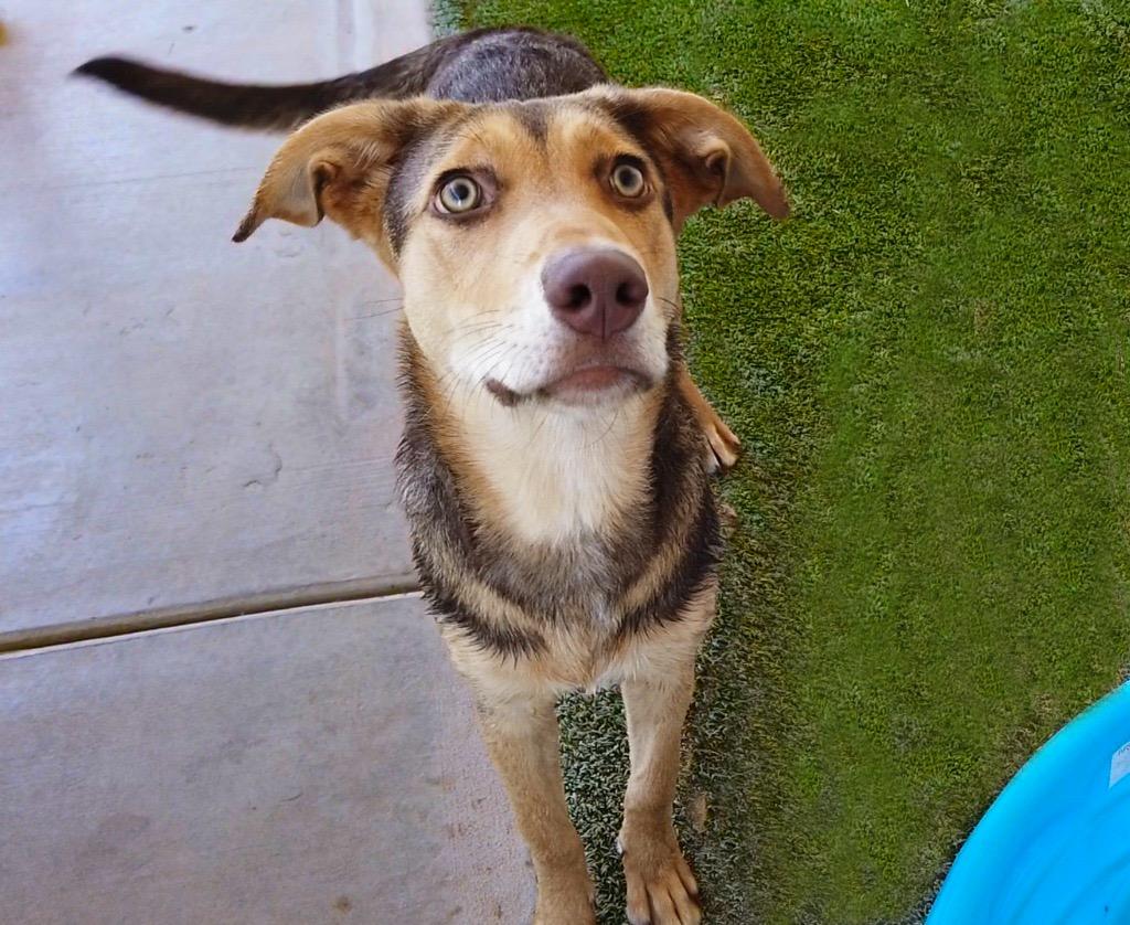 Enlarge Rosie, a Adoptable mixed breed in Midland, TX image 4/6